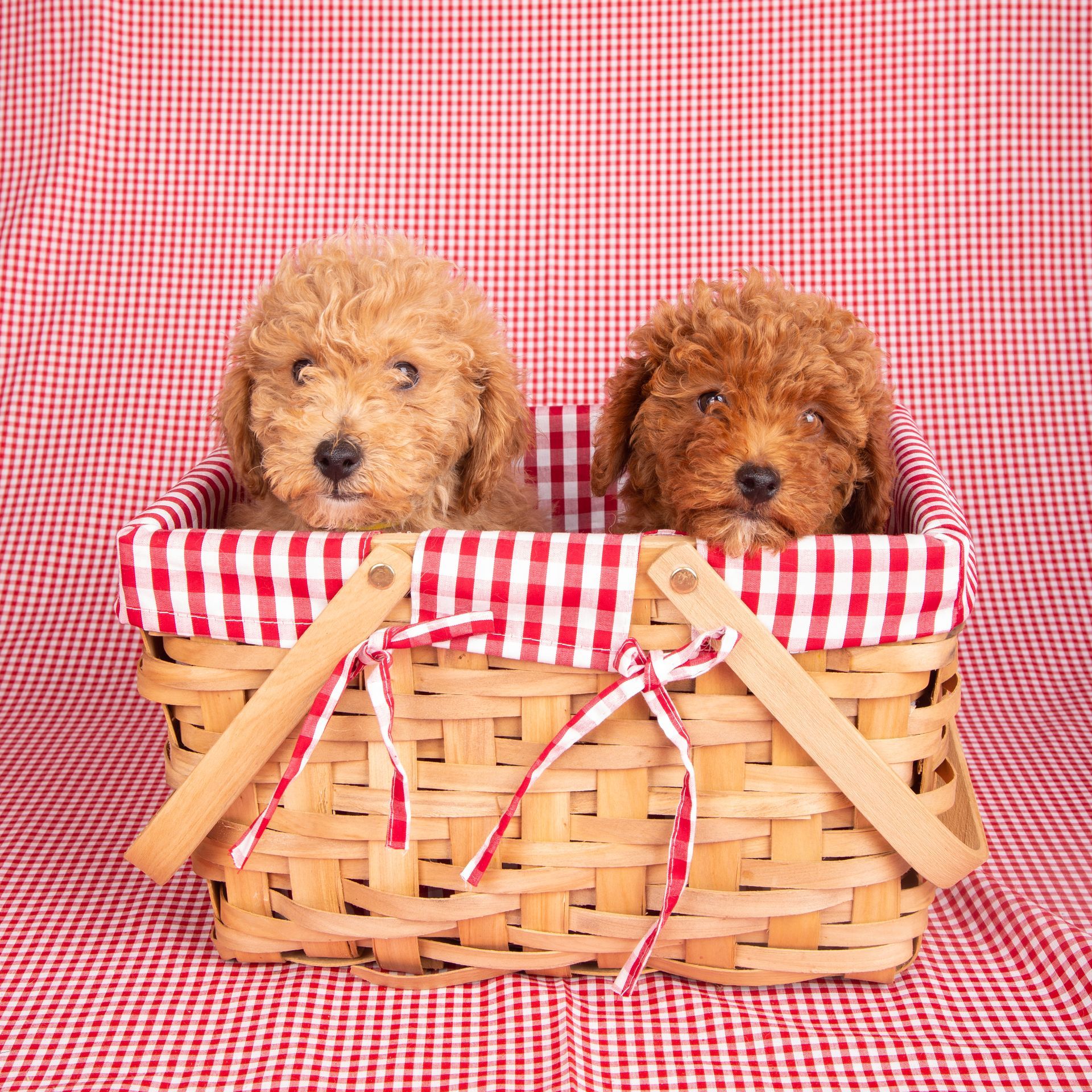 Two puppies are sitting in a picnic basket on a checkered tablecloth.