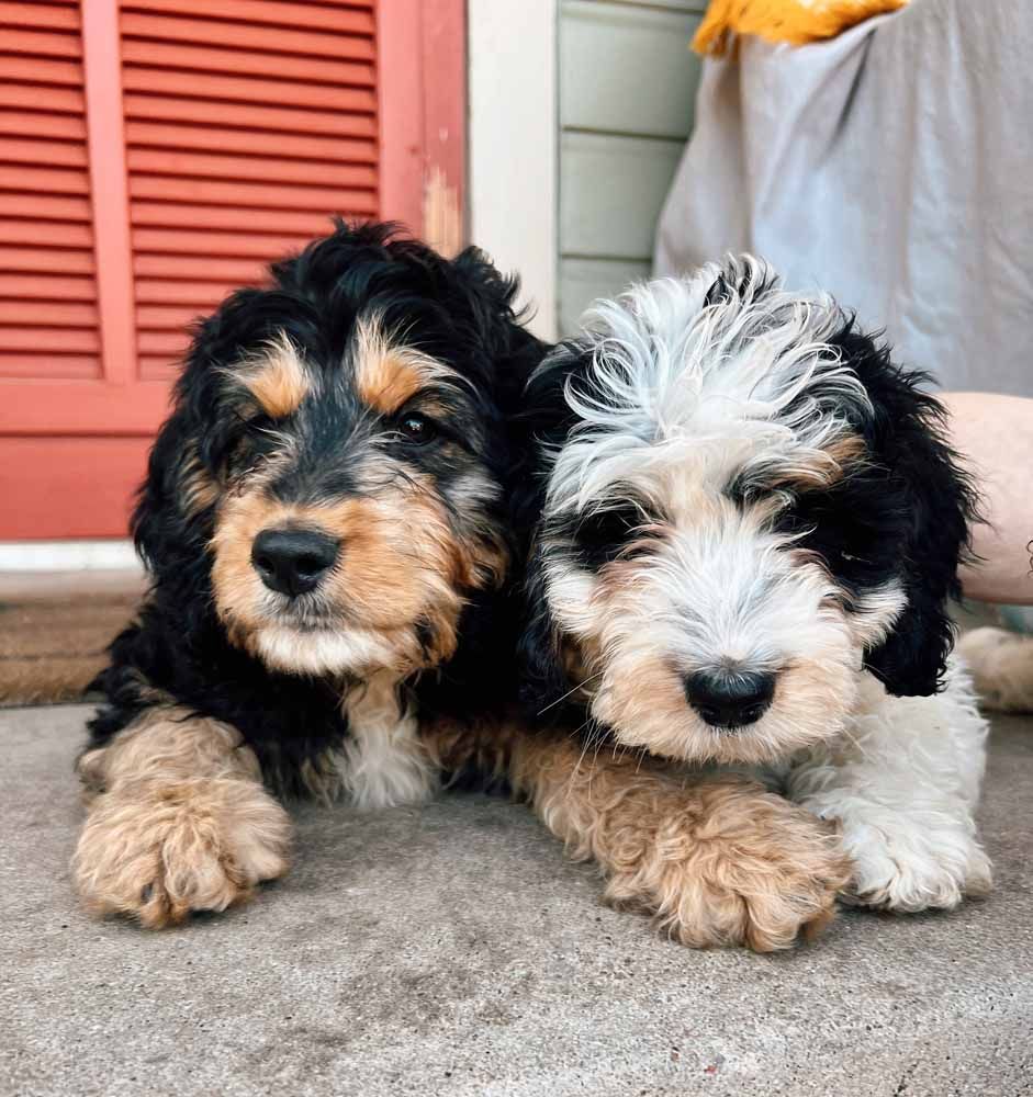 Two puppies are laying next to each other on a porch.