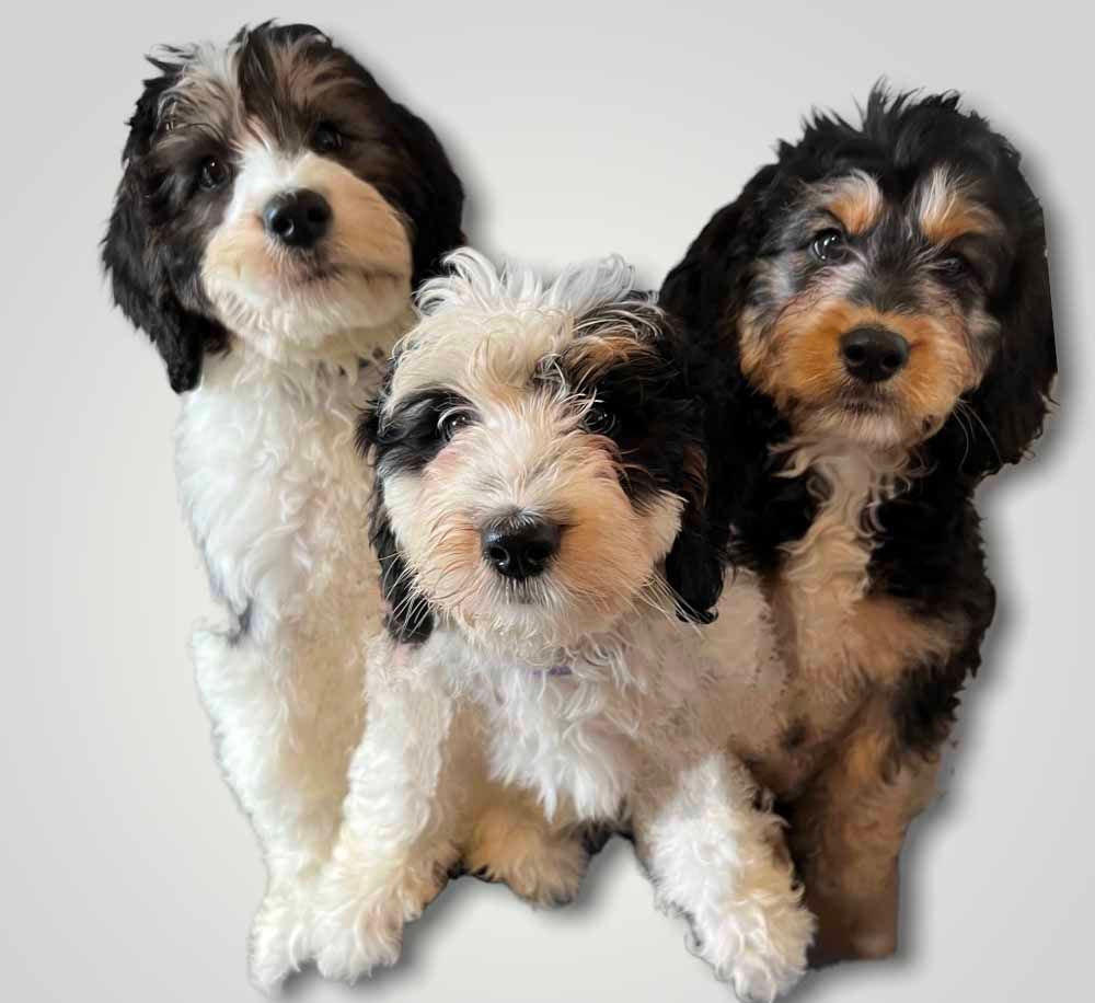 Three puppies are sitting next to each other on a white background.