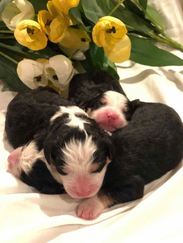 Three black and white puppies are sleeping next to a bouquet of yellow flowers.