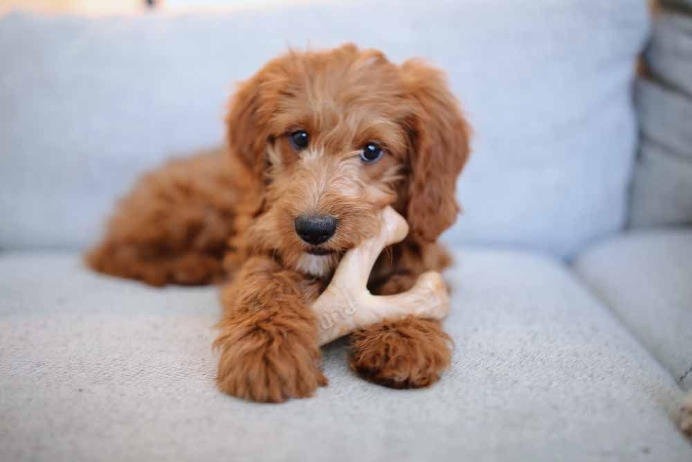 A brown puppy is chewing on a bone on a couch.