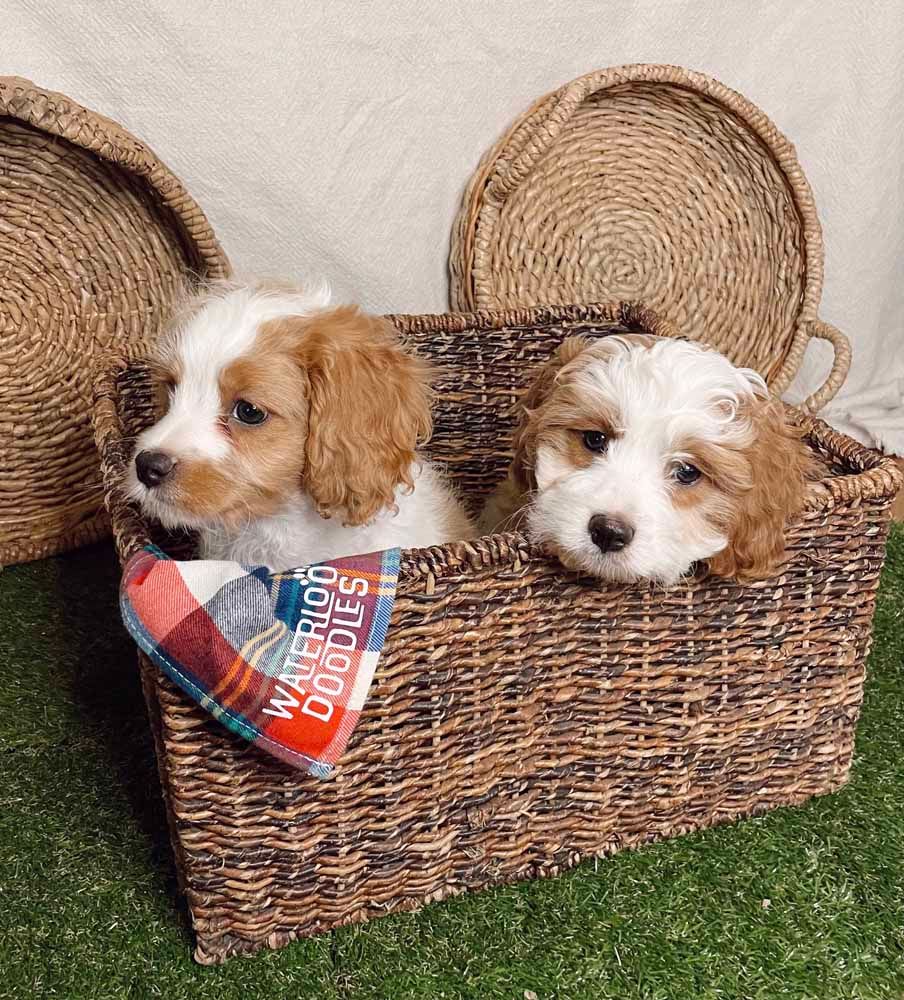 Two puppies are sitting in a wicker basket.