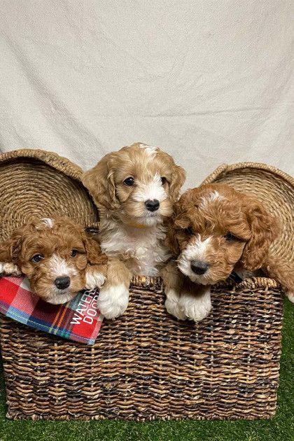 Three puppies are sitting in a wicker basket.