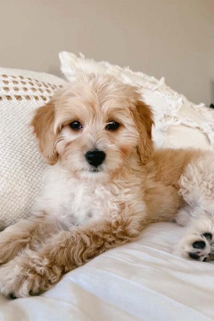 A small brown and white dog is laying on a bed.