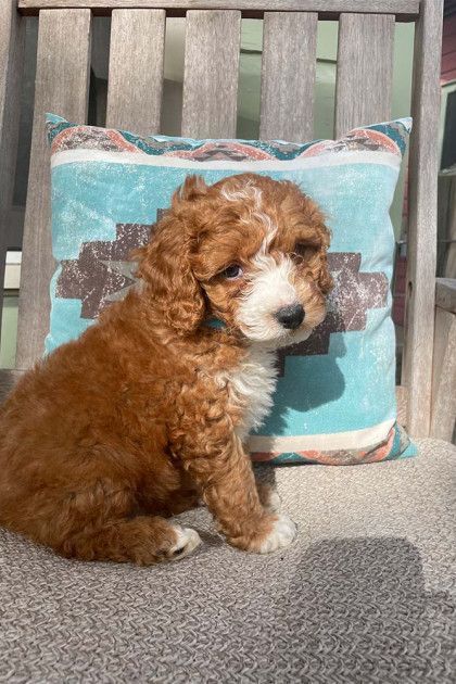 A brown and white puppy is sitting on a chair next to a pillow.