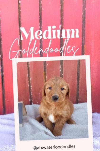 A picture of a puppy with the words medium goldendoodles on it
