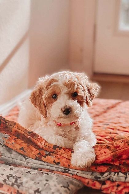 A brown and white puppy is laying on a blanket on a bed.
