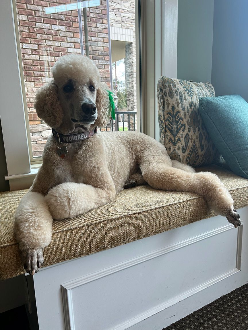 good boy