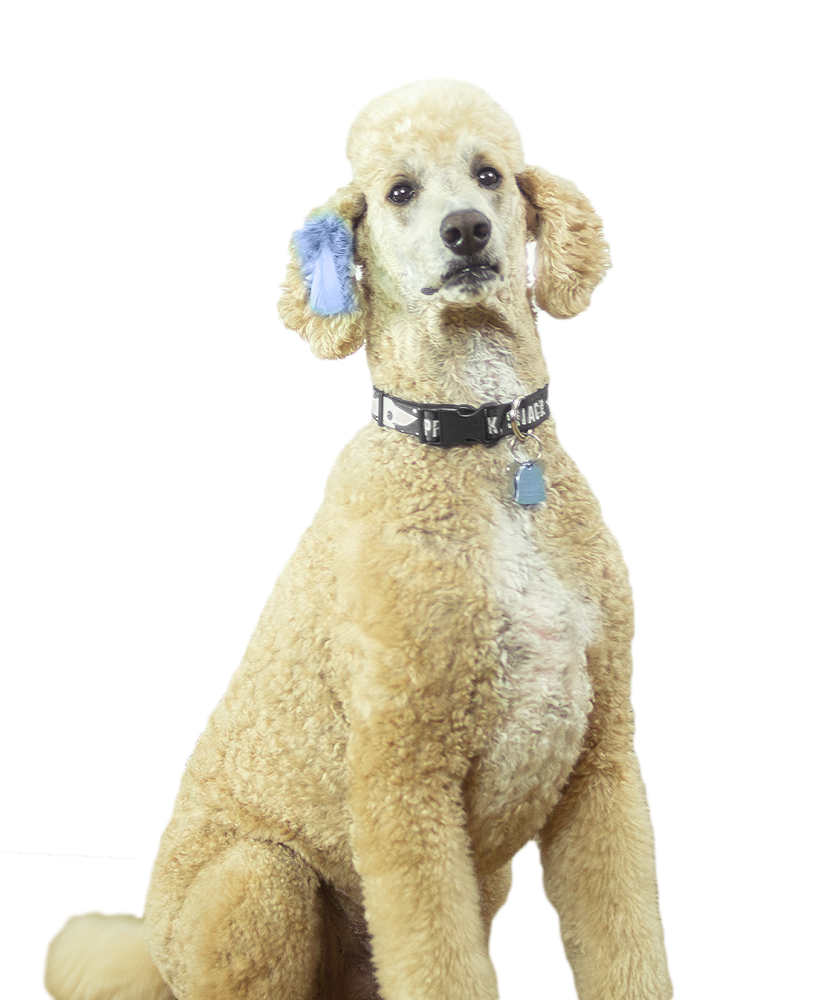 good boy