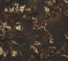 cremation service in Summertown, TN