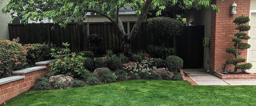 Castro Valley lush, beautiful landscaping project