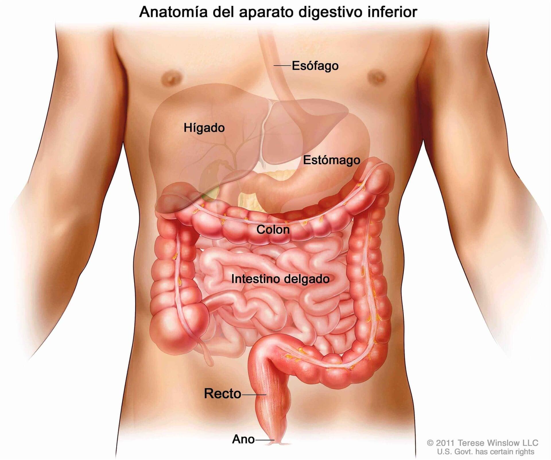 DR. MARCO VINICIO PEREZ MARISCAL - hemorroides