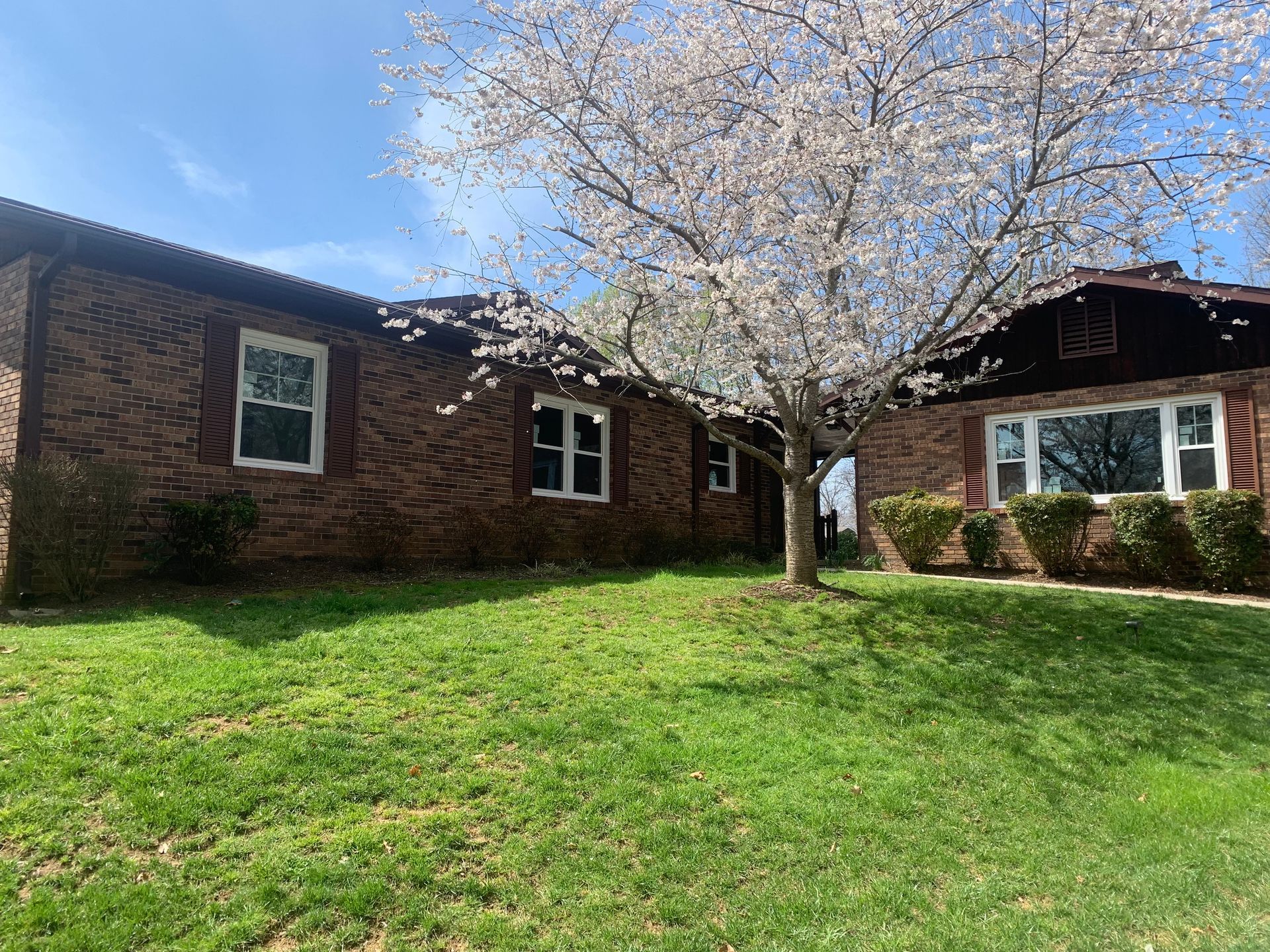 A brick ranch-style house sits behind a green lawn with a large, blooming white cherry tree in the front yard.