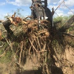 The roots of a tree are being removed by a crane.