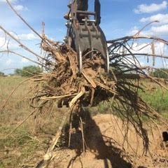 A crane is holding a pile of tree roots in a field.