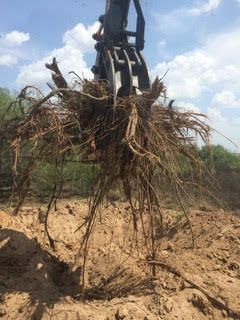 A crane is holding a pile of roots in the dirt.