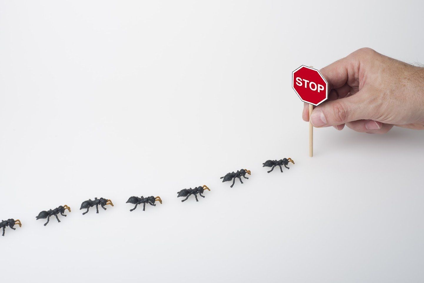 Hand holding a red stop sign blocking a line of black ants on a white surface.