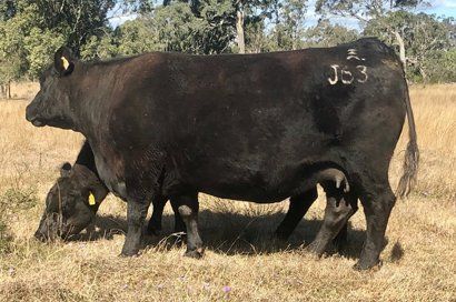 Bunya Creek Celeste J63 cow