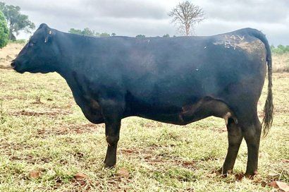Exton Burnette P18 cow