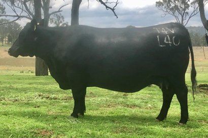 Exton Celeste L40 cow