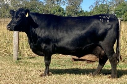 Exton Doris M15 cow