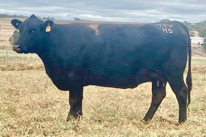 Exton Renounce M5 cow