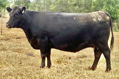Exton Renounce N9 cow