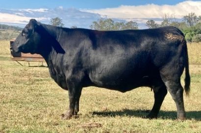 Exton Doris M15 cow