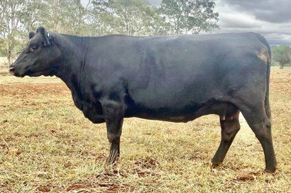 Kirralinda Burnette L6 cow