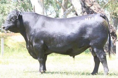 Ascot Hallmark H147 sire