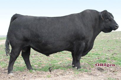 BC Emblazon 8023 sire