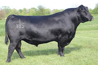 Connealy Comrade 1385 sire