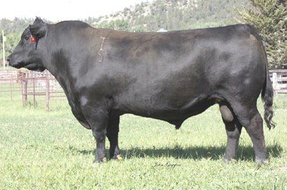 Hyline Right Way 781 sire