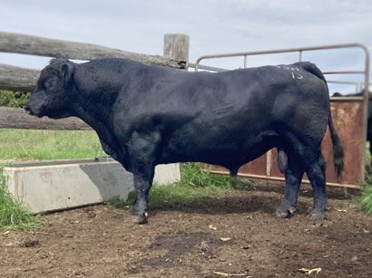 Kirralinda Horton H15 (Yabba)