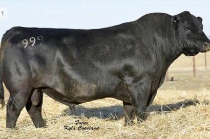 LD EMBLAZON 999 sire