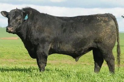 N Bar Bando 5175 Y54 sire