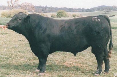 N Bar Bando 5175 Y54 sire