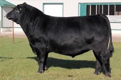 Quaker Hill Dead Center sire