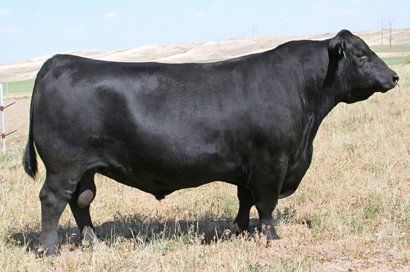 Summitcrest Focus 2U66 sire