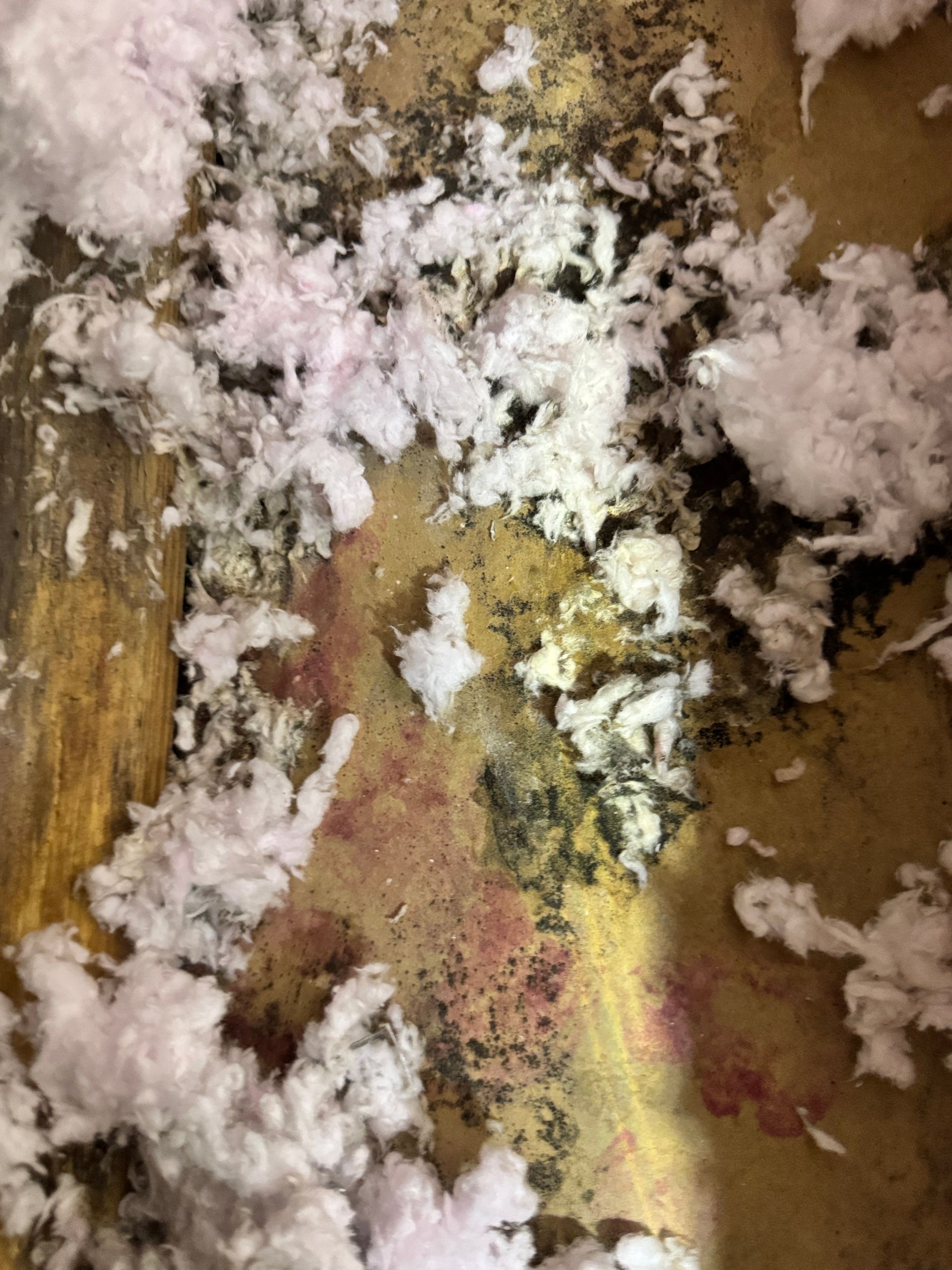 Pink and black mold with insulation on wood.