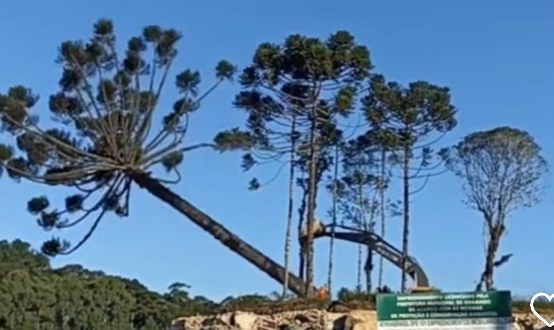 Um grupo de árvores com uma placa em primeiro plano.