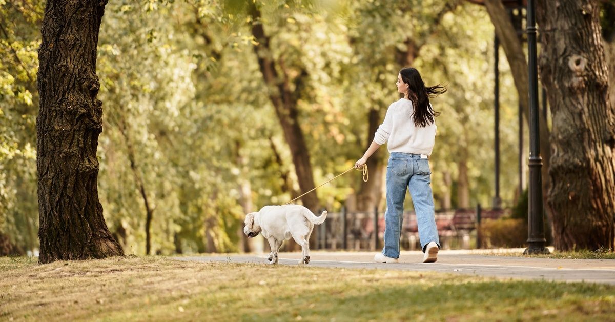 A white dog on a leash and its owner walk through the middle of a park down a path into the area.