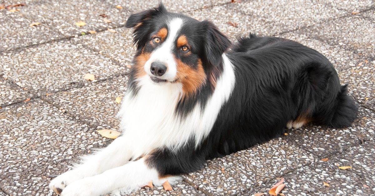An adult Australian Shepard dog lies on resin bound pavement around some leaves, staring directly at the viewer.