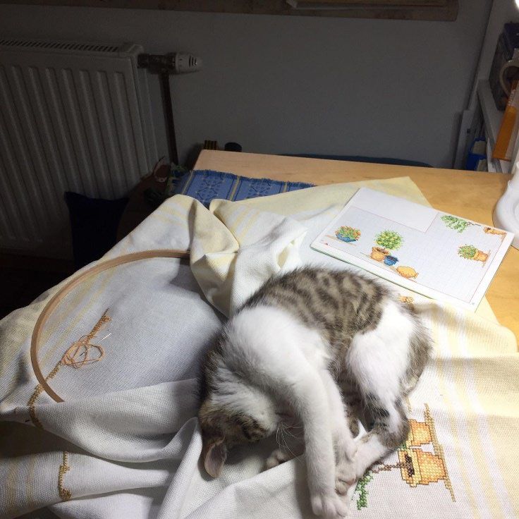 ein Kätzchen schläft auf einer Decke auf einem Tisch .
