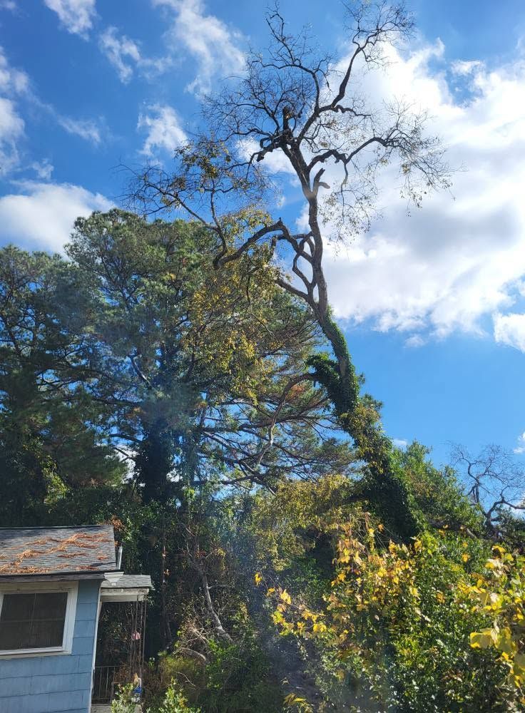 Tall dead tree leaning over a blue house under a bright sky with clouds