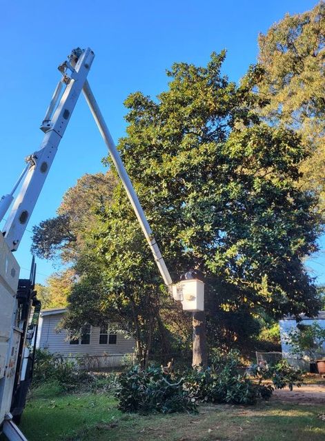 Bucket truck trimming a large tree in a residential yard on a sunny day