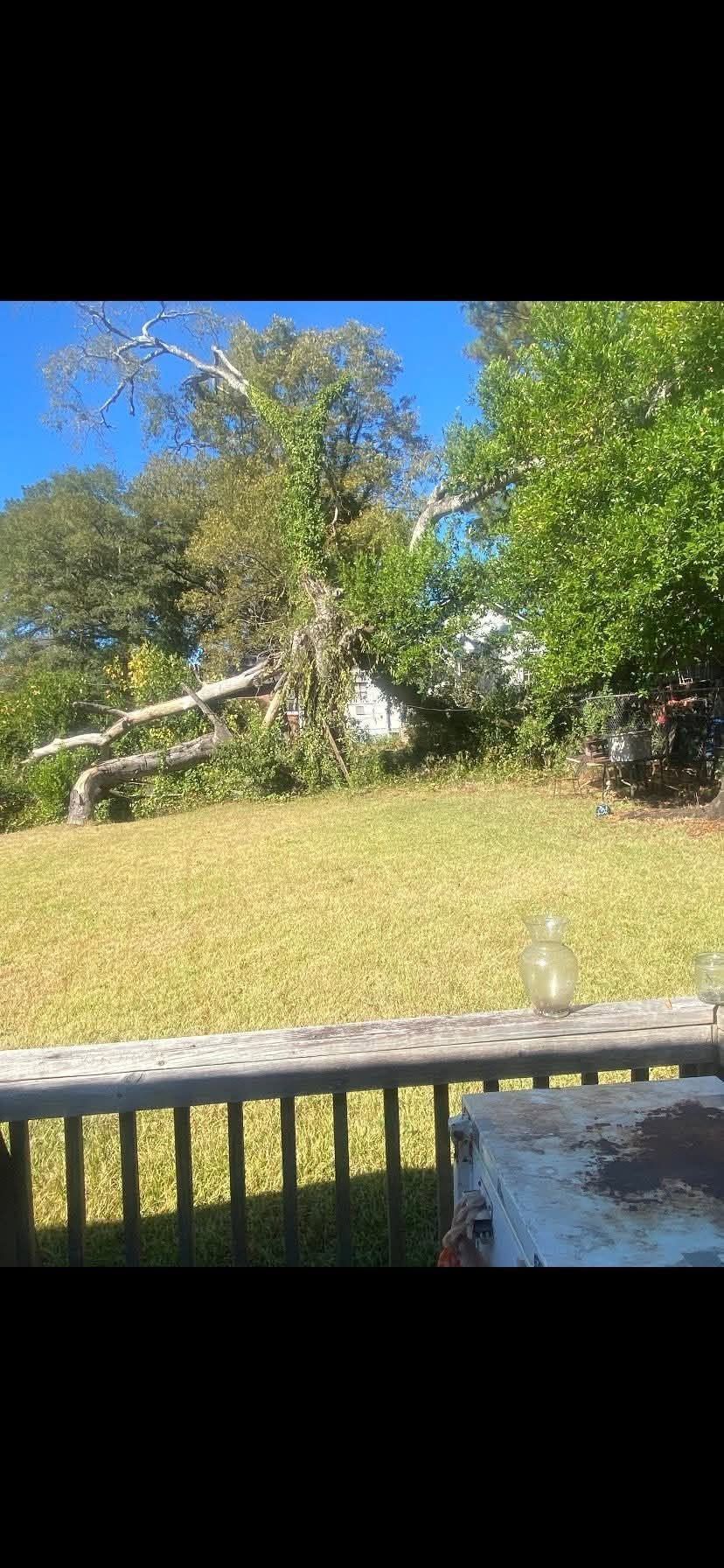 Sunny backyard with grassy slope, trees, blue sky, and a wooden fence in the foreground