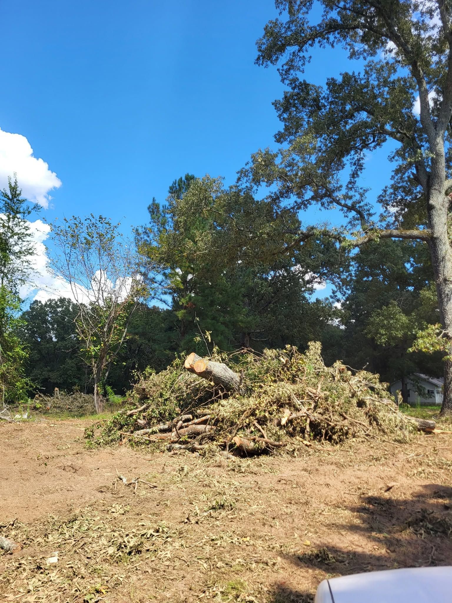 Dry yard with a large pile of cut branches and brush under a bright blue sky.