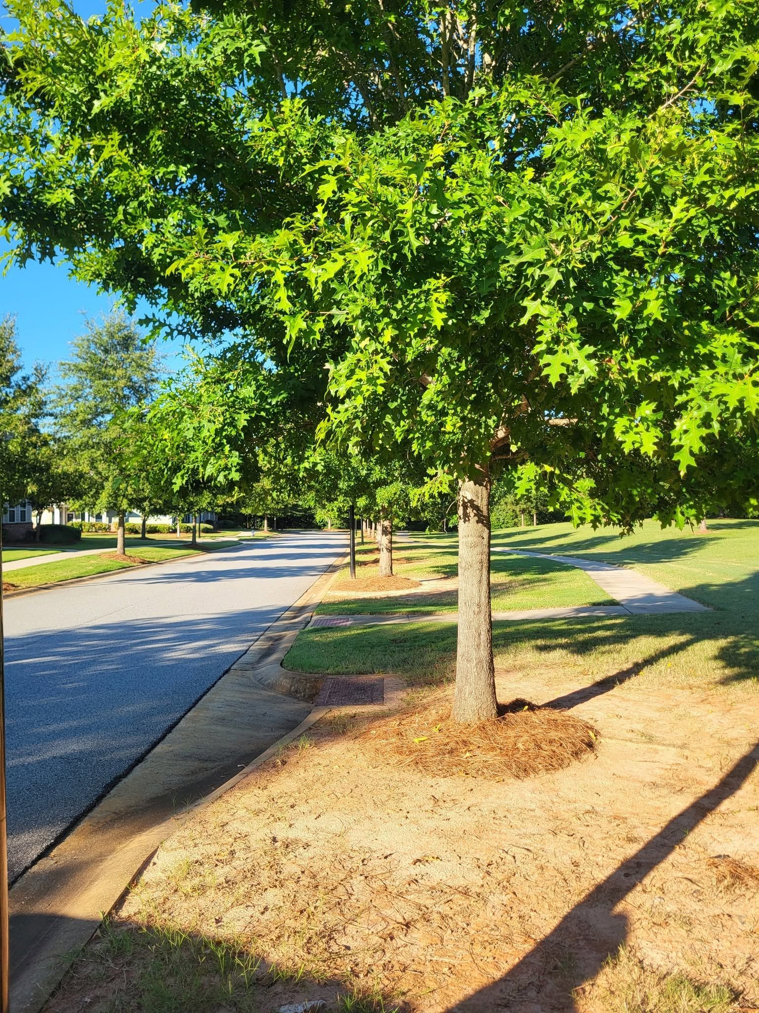 Tree with bright green leaves beside a sunlit paved path in a park