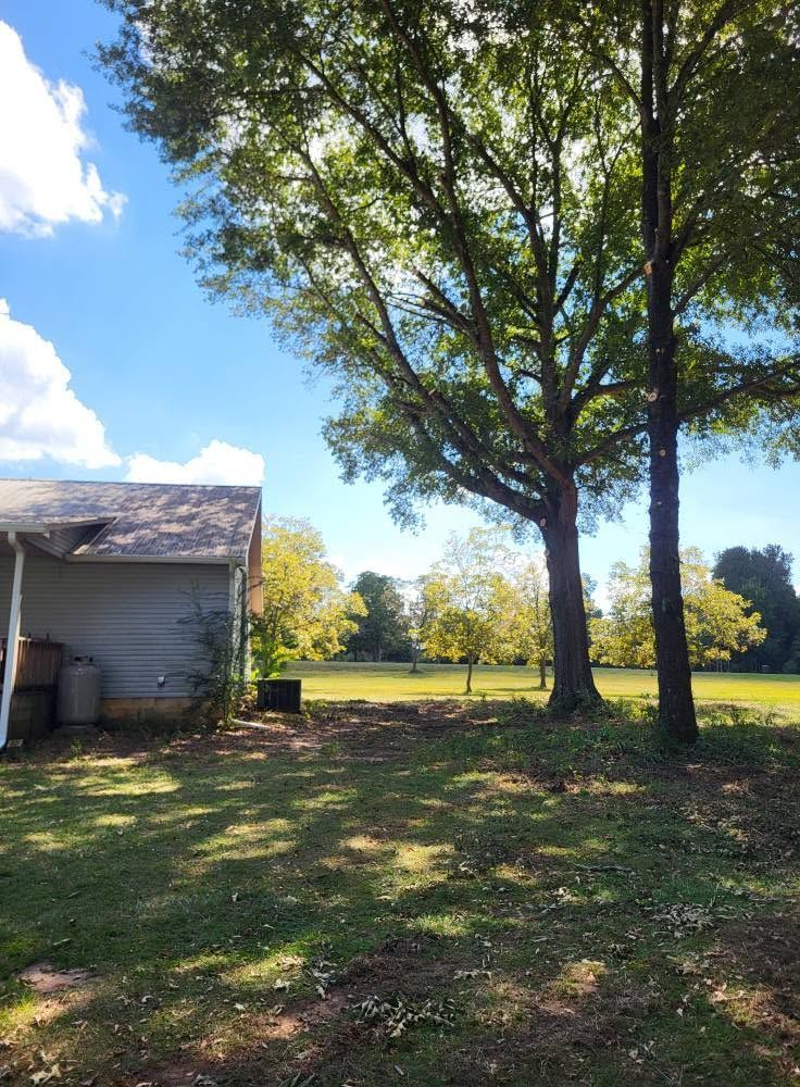 Sunny yard with two large trees beside a small white shed and open field beyond